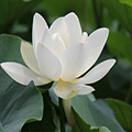 好一朵白莲花微信号
